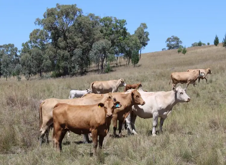 Seventh view of Homely rural property listing, Address available on request