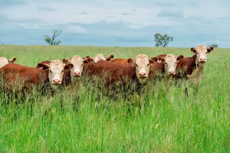 Second view of Homely rural property listing, 1400 Merton Road, Yelarbon QLD 4388