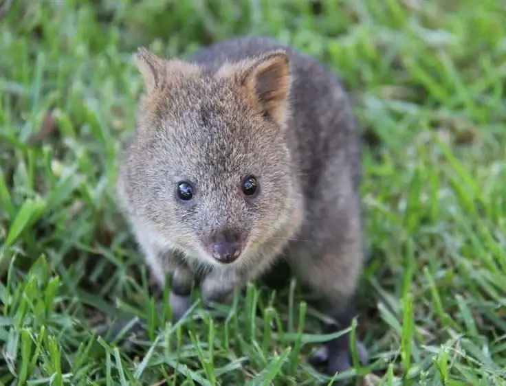 Lot 76 Quokka Place, Mira Mar WA 6330