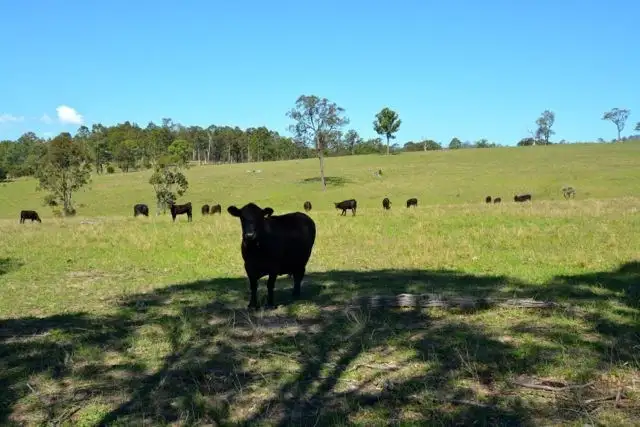 Fifth view of Homely rural property listing, 524 Wallarobba -Brookfield Road, Dungog NSW 2420
