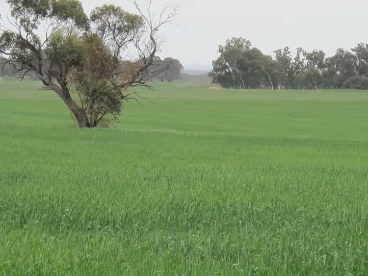 Seventh view of Homely rural property listing, Balannada Farm Marchagee, Coorow WA 6515