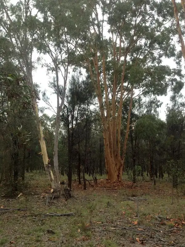 Second view of Homely land listing, 76 Community Lane, Meigunyah Estate, Goranba QLD 4421
