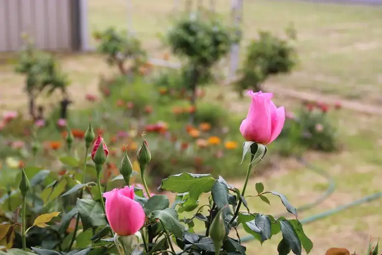 Fourth view of Homely house listing, 30 KNIGHT, Coonabarabran NSW 2357