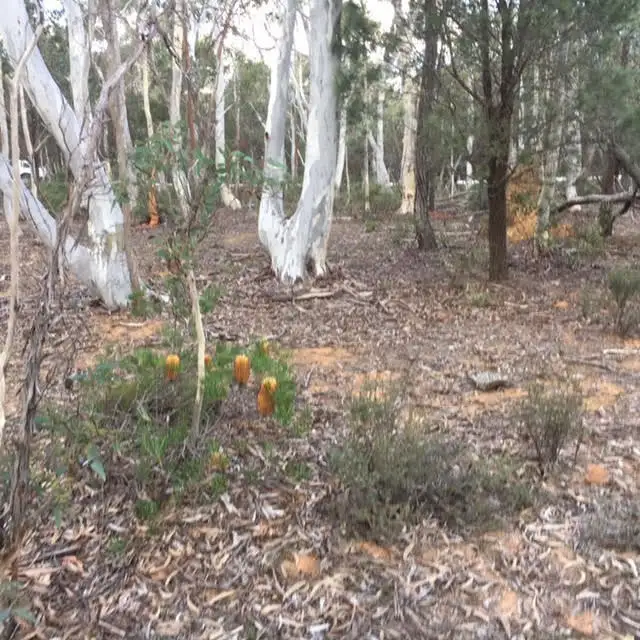 Seventh view of Homely rural property listing, 21 Wattle Place, Goulburn NSW 2580