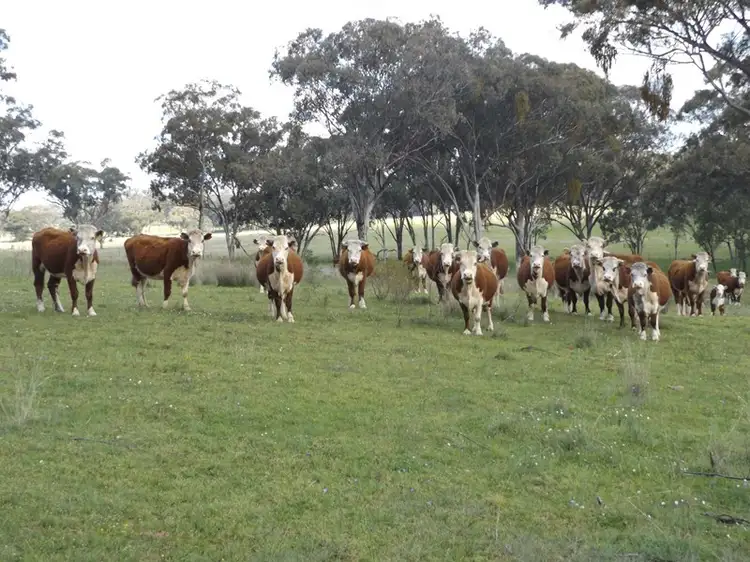 Sixth view of Homely rural property listing, 0 Strathbogie Road, Glen Innes NSW 2370