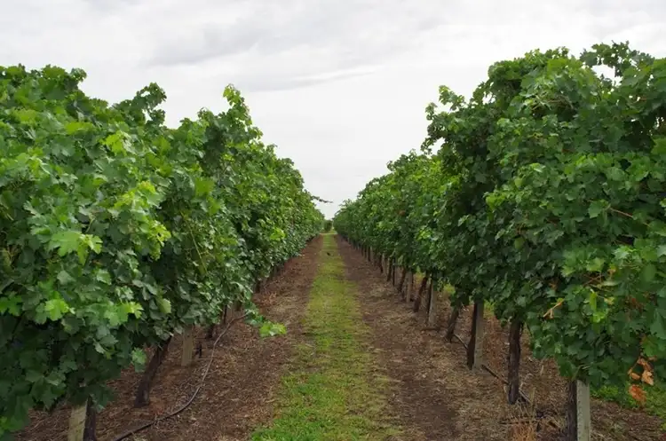 Sixth view of Homely rural property listing, Lot 7 Twentyeighth Street, Renmark SA 5341