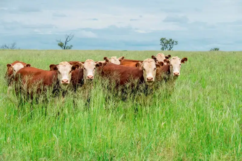 Main view of Homely rural property listing, 1400 Merton Road, Yelarbon QLD 4388