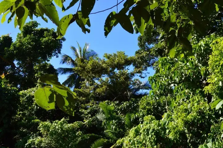 Third view of Homely rural property listing, Lots 3, 4 and 82 Butler Road, Bingil Bay QLD 4852