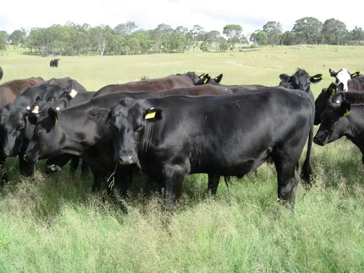 Fourth view of Homely rural property listing, 711 Bruxner Way, Tenterfield NSW 2372