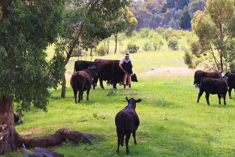 Main view of Homely rural property listing, 134 "Blue Meadows" Job Lane, Parkes NSW 2870