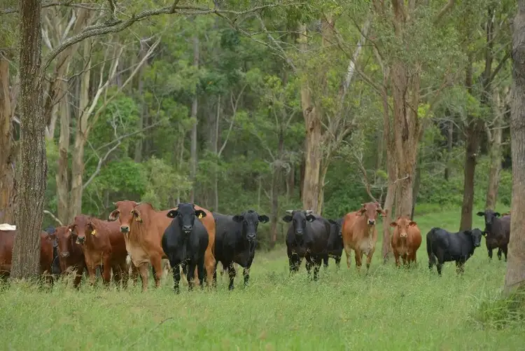 Fourth view of Homely rural property listing, 361 Hausmann Road, Mount Mee QLD 4521