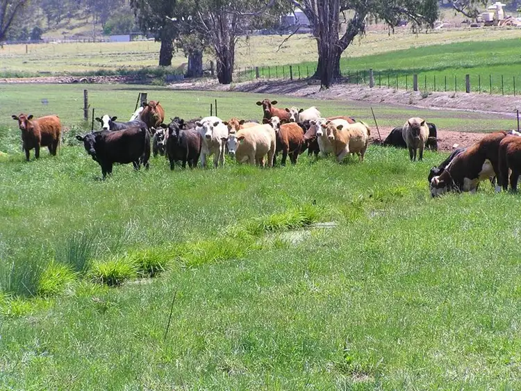 Seventh view of Homely rural property listing, "Waukivory" Lots 12 - 14 Nundle Road, Woolomin NSW 2340