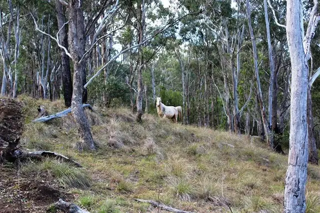 Seventh view of Homely rural property listing, 309 Upper Emu Creek Road, Emu Vale QLD 4371
