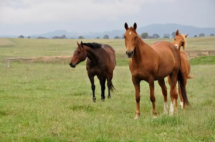 Fourth view of Homely rural property listing, 1167 Black Swamp Road, Tenterfield NSW 2372