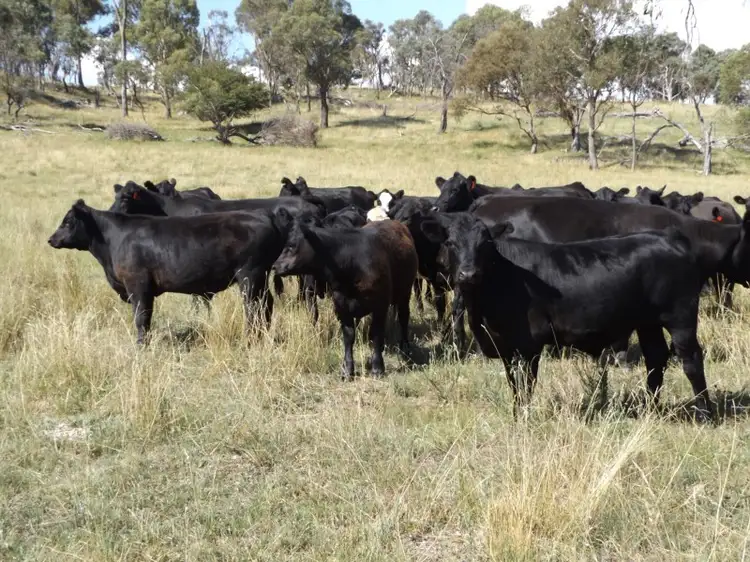 Third view of Homely rural property listing, 849 New England Highway, Glen Innes NSW 2370