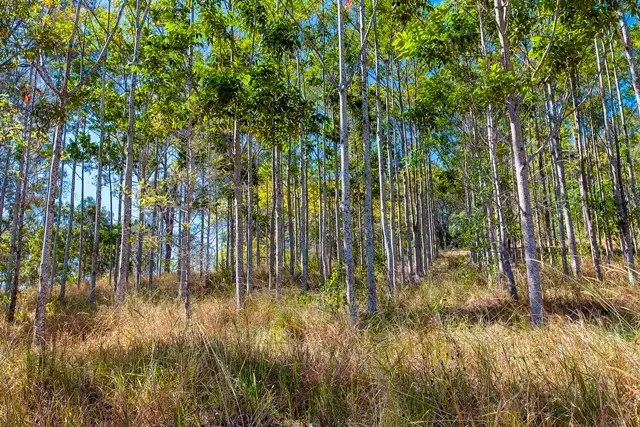 Third view of Homely rural property listing, 2160 Mary Valley Road, Kandanga QLD 4570
