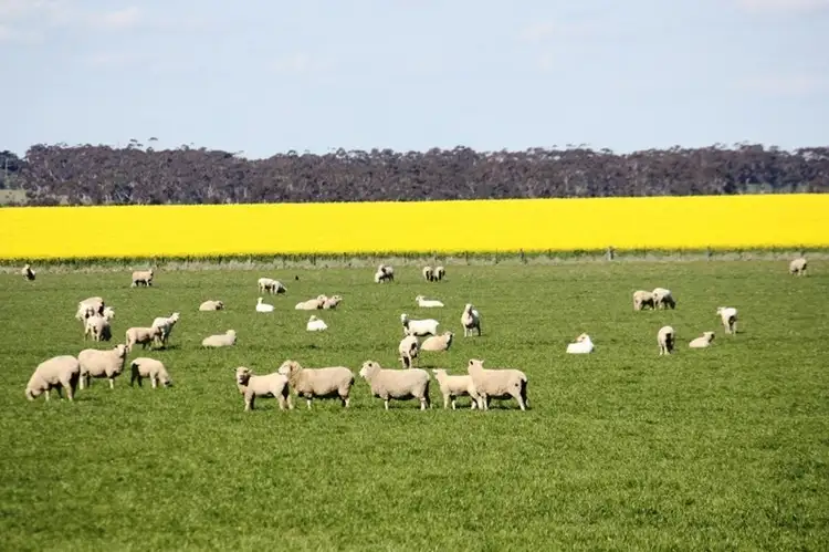 Main view of Homely rural property listing, 1000 Woorndoo-Sthreatham Road, Woorndoo VIC 3272
