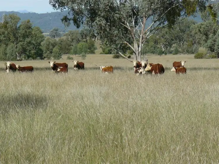 " Box Hill ", Bingara NSW 2404