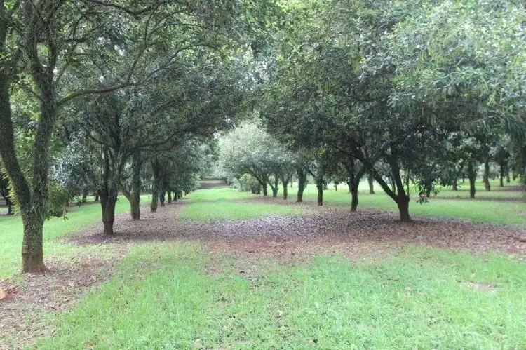 Main view of Homely rural property listing, 688 Duncan Road, Dunoon NSW 2480