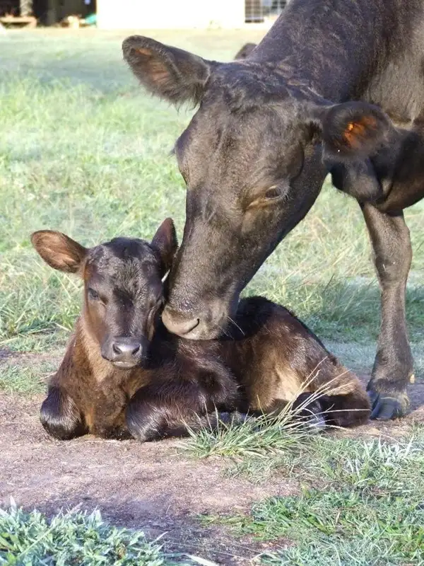 Fourth view of Homely rural property listing, Address available on request