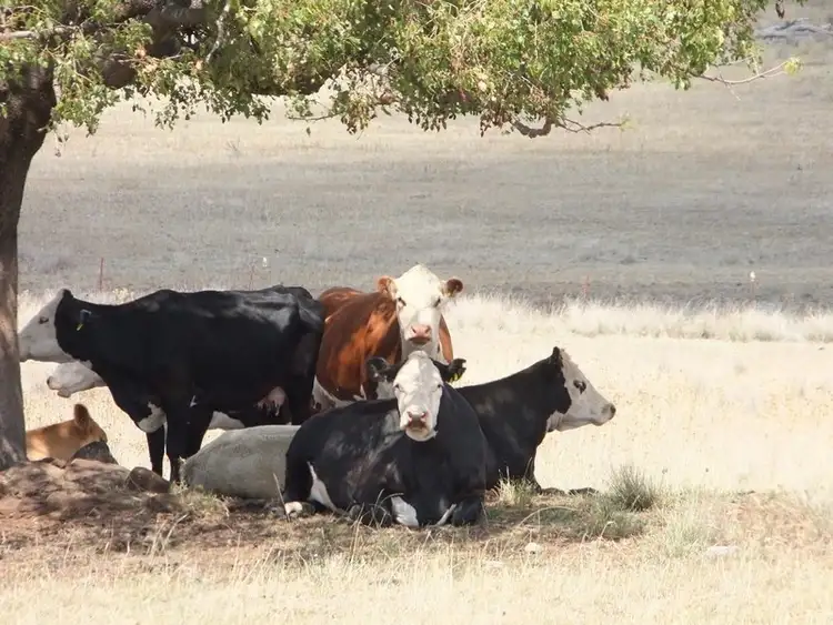 Sixth view of Homely rural property listing, ."DOWNFIELD" OXLEY Highway, Coonabarabran NSW 2357