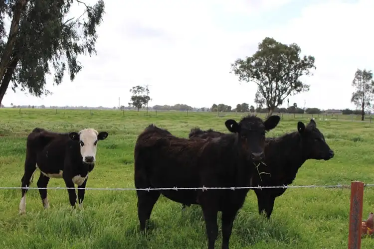 Sixth view of Homely rural property listing, 459 Echuca West School Road, Echuca West VIC 3564