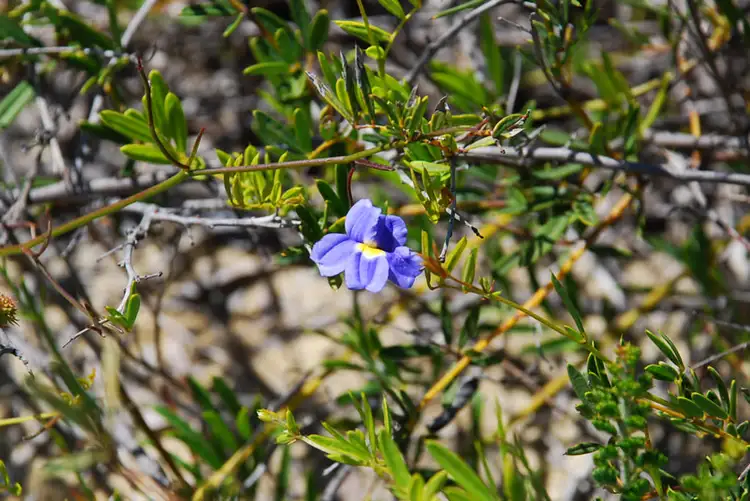 Fifth view of Homely land listing, Lot 6, 40 Geronimo Crescent, Jurien Bay WA 6516