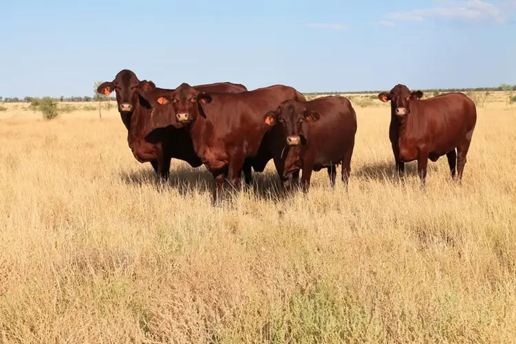 Second view of Homely rural property listing, 28456 Tambo Road, Blackall QLD 4472