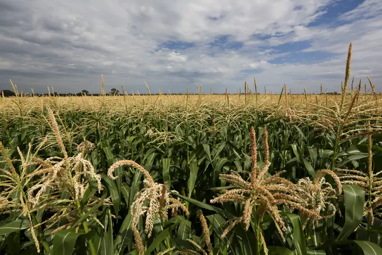 Fifth view of Homely rural property listing, Address available on request