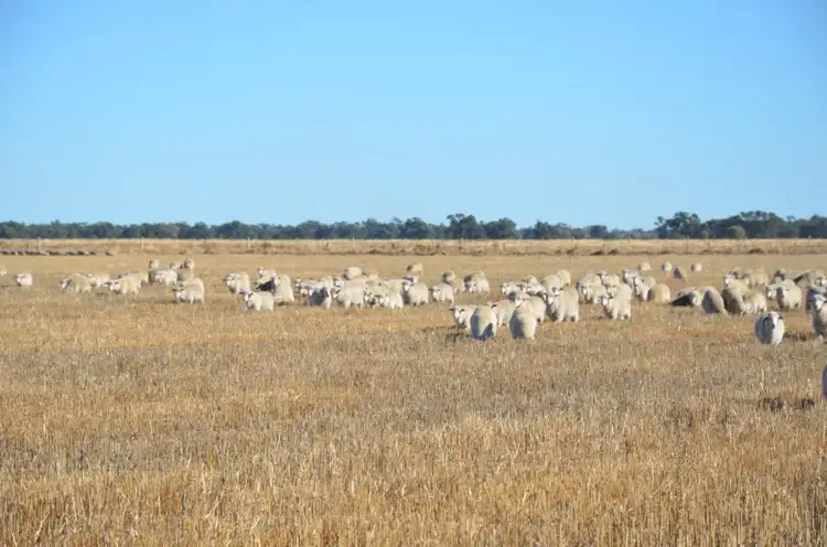 Main view of Homely rural property listing, 798 Willawa Lane, Finley NSW 2713