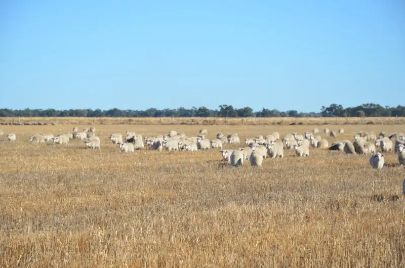 Main view of Homely rural property listing, 798 Willawa Lane, Finley NSW 2713