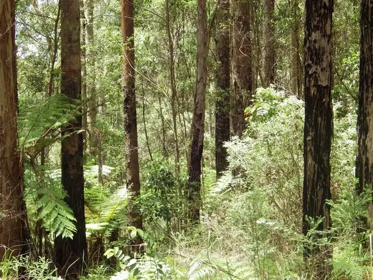 Third view of Homely rural property listing, 1038 Ellis Road, Clouds Creek NSW 2453