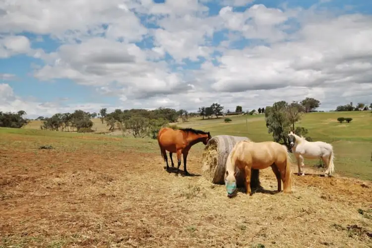 Seventh view of Homely house listing, 70 Jacksons Road, Young NSW 2594