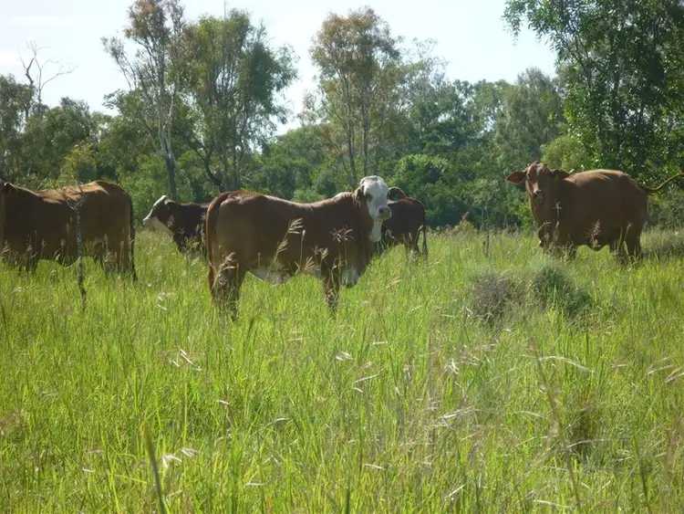 Third view of Homely rural property listing, 3100 Stanwell Waroula Road, Alton Downs QLD 4702