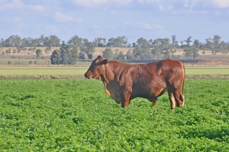 Third view of Homely rural property listing, 0 Bensons Road, Theodore QLD 4719