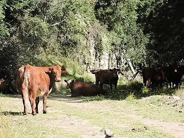 Fifth view of Homely rural property listing, Lot 58/105 Carrowbrook Road, Singleton NSW 2330