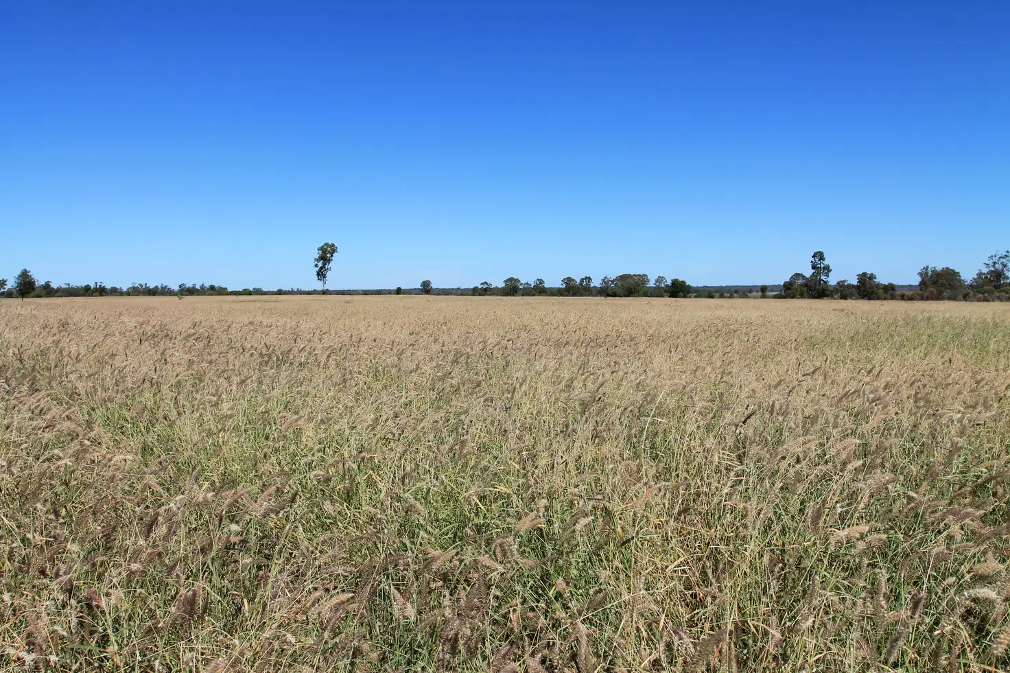 Main view of Homely rural property listing, 3054 Kyilla Road, Glenmorgan QLD 4423