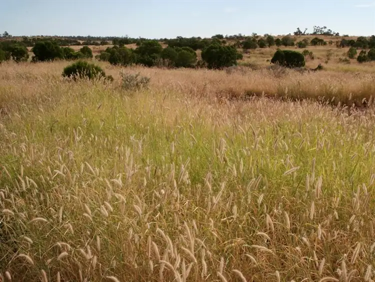 Seventh view of Homely rural property listing, 0 SPRING CREEK, Wyandra QLD 4489