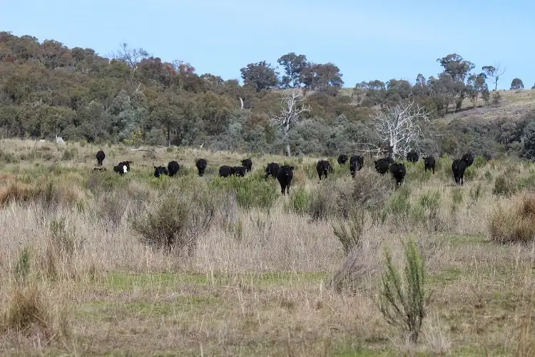 Seventh view of Homely rural property listing, 267 Slatterys Road, Bathurst NSW 2795