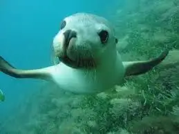 Main view of Homely land listing, Lot 19, 8 Lesueur Drive, Jurien Bay WA 6516