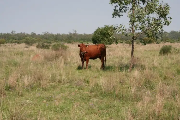 Seventh view of Homely rural property listing, 0 GLENMORE, Surat QLD 4417