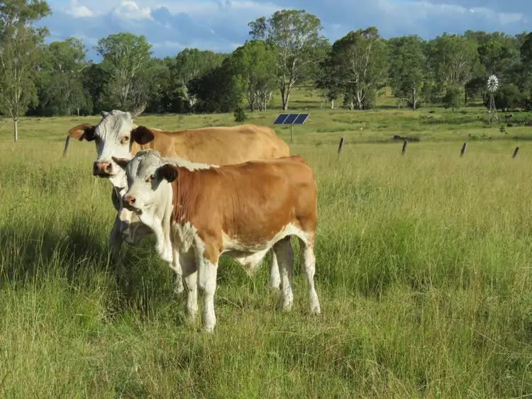 Second view of Homely rural property listing, "Boonimba" Boonimba Road, Windera QLD 4605