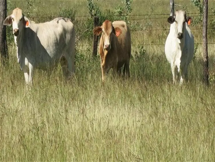 Second view of Homely rural property listing, 186 Wattlebank Road, Canoona QLD 4702