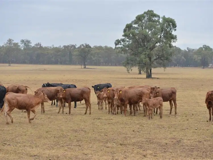 Seventh view of Homely rural property listing, Tipaminka Brooks Road, Binnaway NSW 2395
