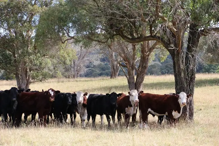 Fourth view of Homely rural property listing, Mossgrove 59 Tanners Road, Wollomombi NSW 2350