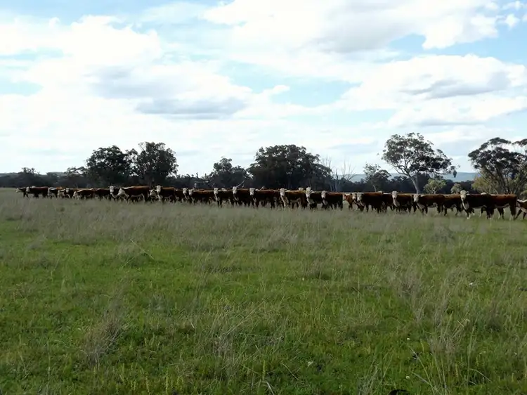 Main view of Homely rural property listing, 0 Strathbogie Road, Glen Innes NSW 2370