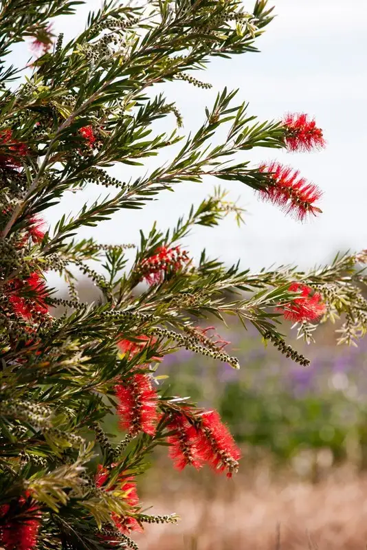 Seventh view of Homely house listing, 9 Horseshoe Court, Deepdale WA 6532