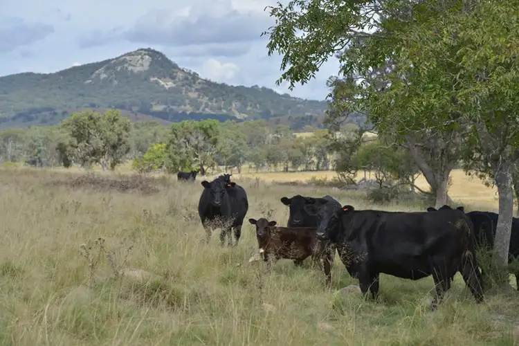 Main view of Homely rural property listing, 496 Sunnyside Loop Road, Tenterfield NSW 2372