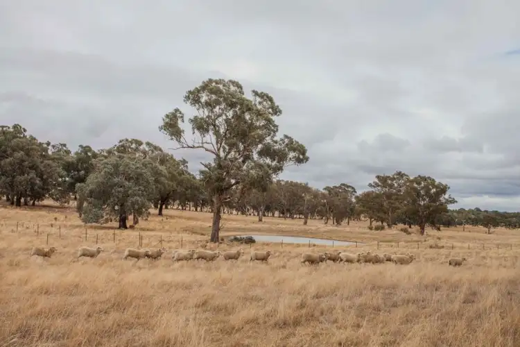 Seventh view of Homely rural property listing, 178 Alloway Road, Boorowa NSW 2586