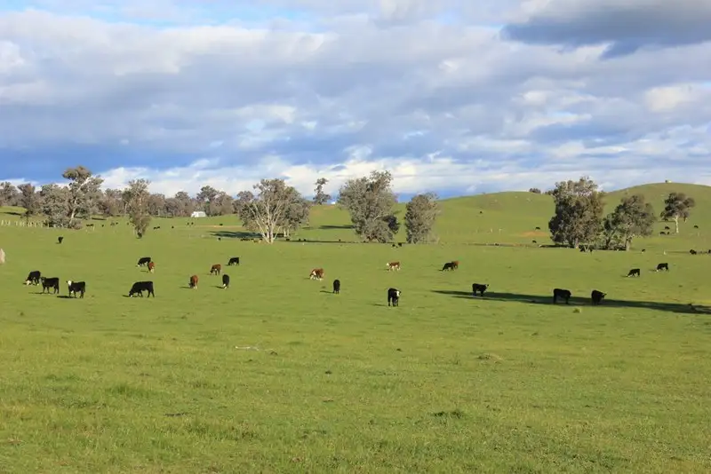 Main view of Homely rural property listing, Rosalie Hume Highway, Tarcutta NSW 2652